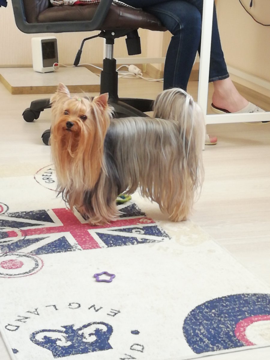 Stupid_Poetry's tweet image. As per usual, here&apos;s Sweet Baby Keks for everyone at #modpolive