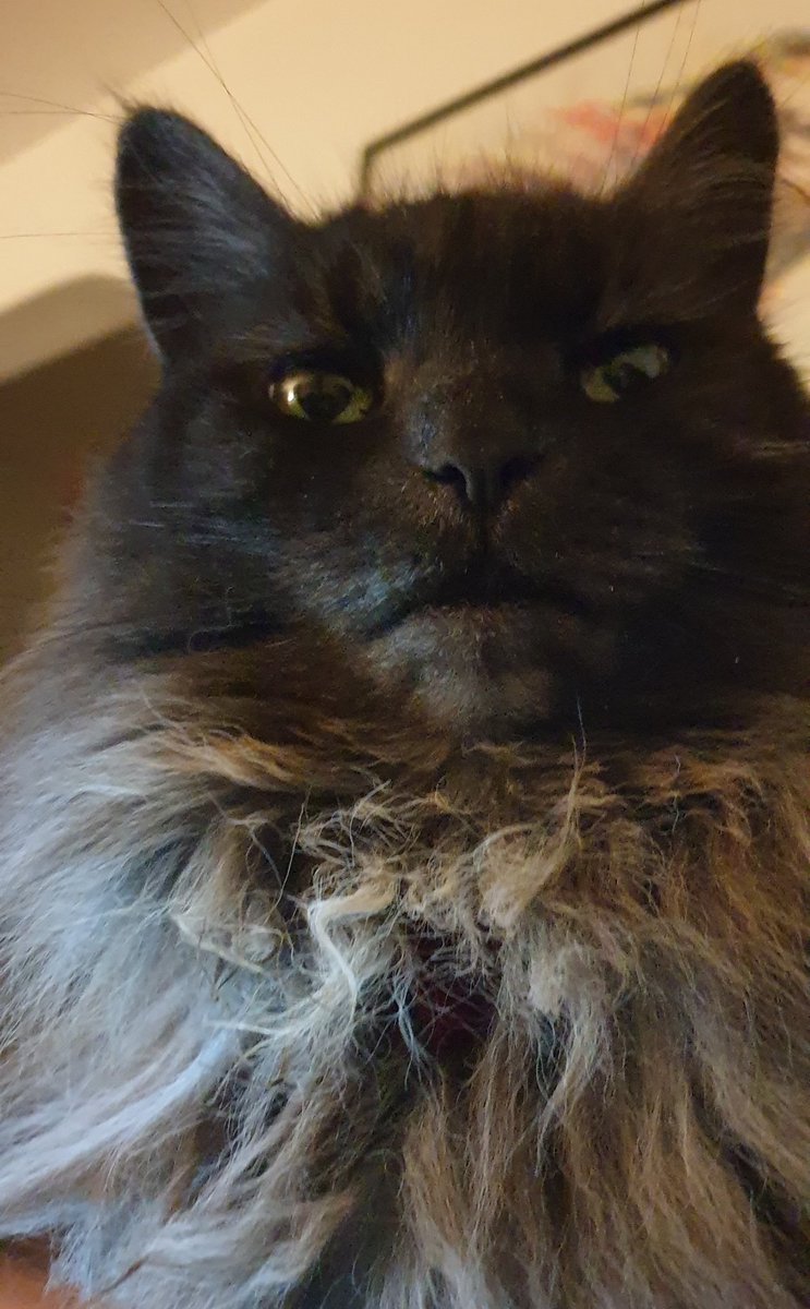 So......so many things to watch. Such......such little time to watch.

It all gets on top of me so I just watch Mr Susan in all her magnificence #filmcat #podcat #catpod #CatsOfTwitter