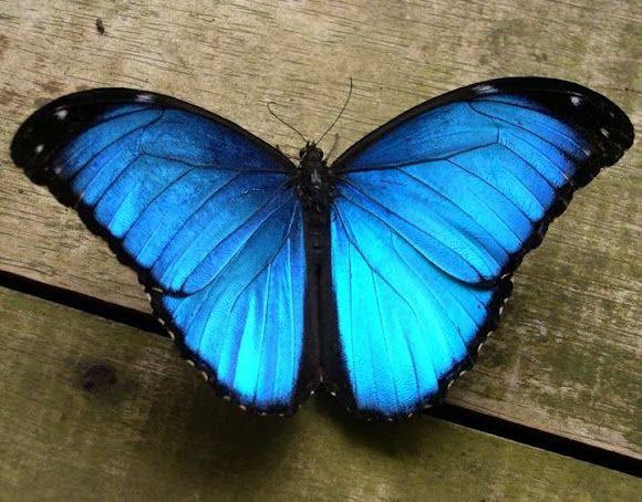 Blue Morpho Butterfly The color blue in a butterfly is often thought to symbolize joy, color or a change in luck. Sometimes a blue butterfly is viewed as a wish granter.