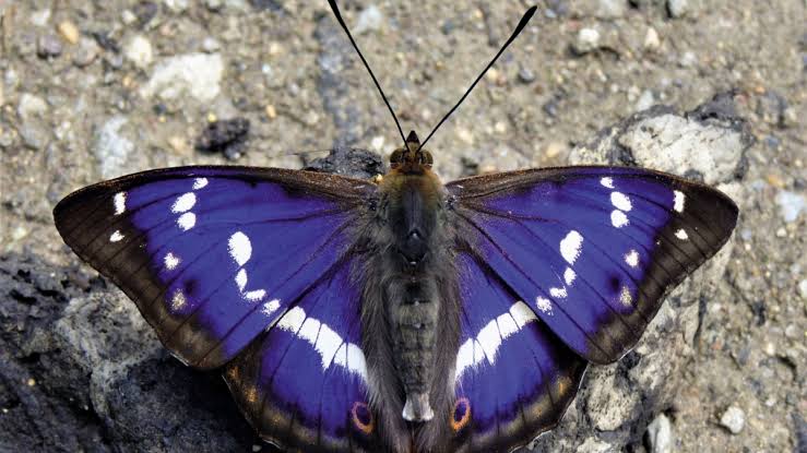 Purple emperorPurple has always been a color associated with royalty and wealth.Seeing a purple butterfly is also a message that is reminding one to be patient and keep faith. It is also urges us to have courage and trust in one's self.