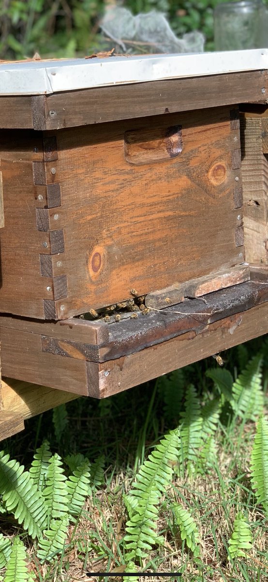 RyanBMcKibben's tweet photo. I have about 100,000 pets... LITERALLY! These are just a handful of the honeybees I keep and my submission for the #NASEOVIRTUAL2020 conference #PetsofNASEO contest! https://t.co/xurbvSZMkk