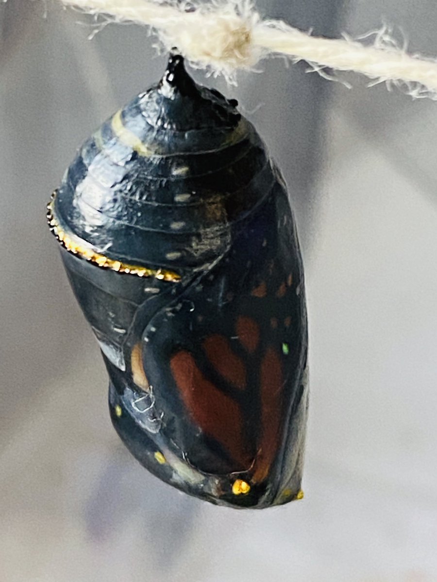 FDKSharonPS's tweet photo. More excitement this morning!  “It’s going to emerge today!!”  Look it’s at this stage.”  Happy it’s going to come out.... sad it’s our last one this season. @sharon #butterflyinquiry
#studentengagement https://t.co/msZnY3QUGe