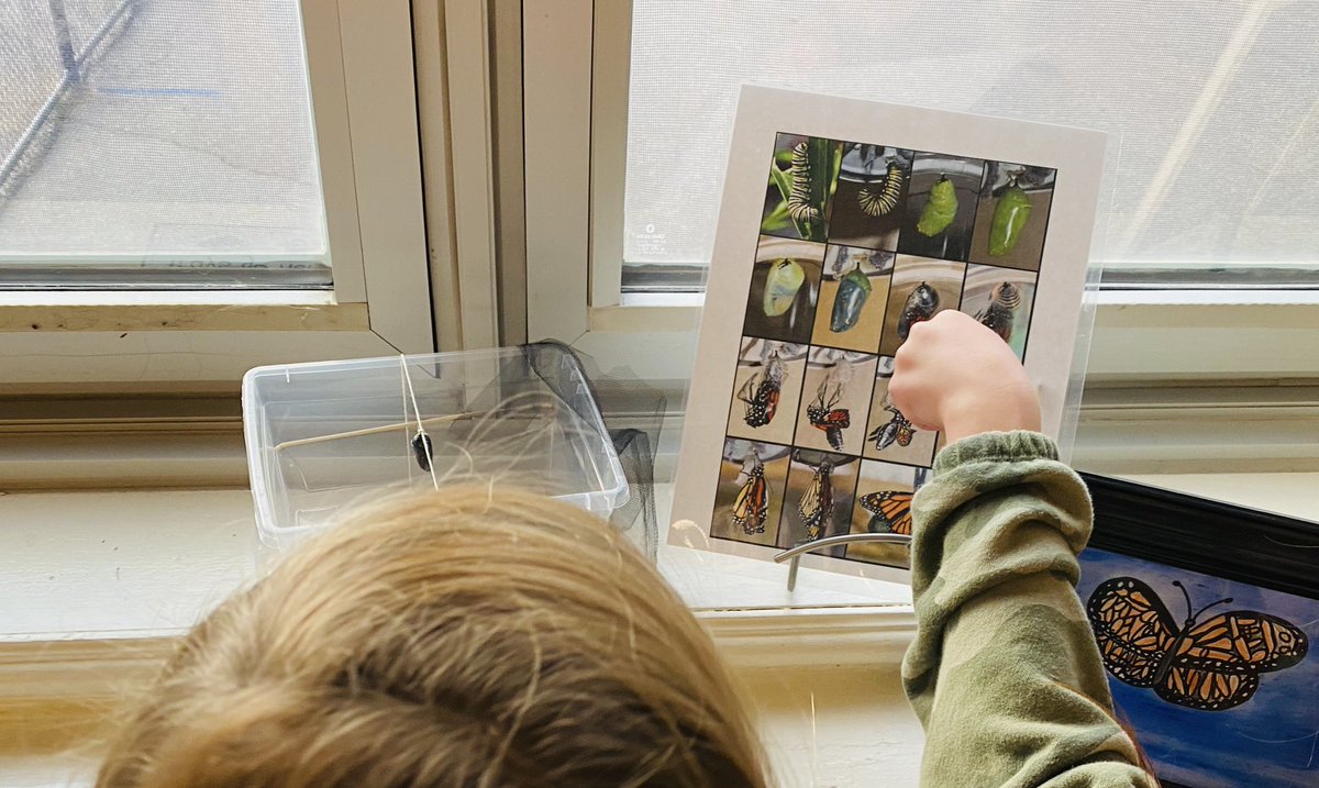 FDKSharonPS's tweet photo. More excitement this morning!  “It’s going to emerge today!!”  Look it’s at this stage.”  Happy it’s going to come out.... sad it’s our last one this season. @sharon #butterflyinquiry
#studentengagement https://t.co/msZnY3QUGe