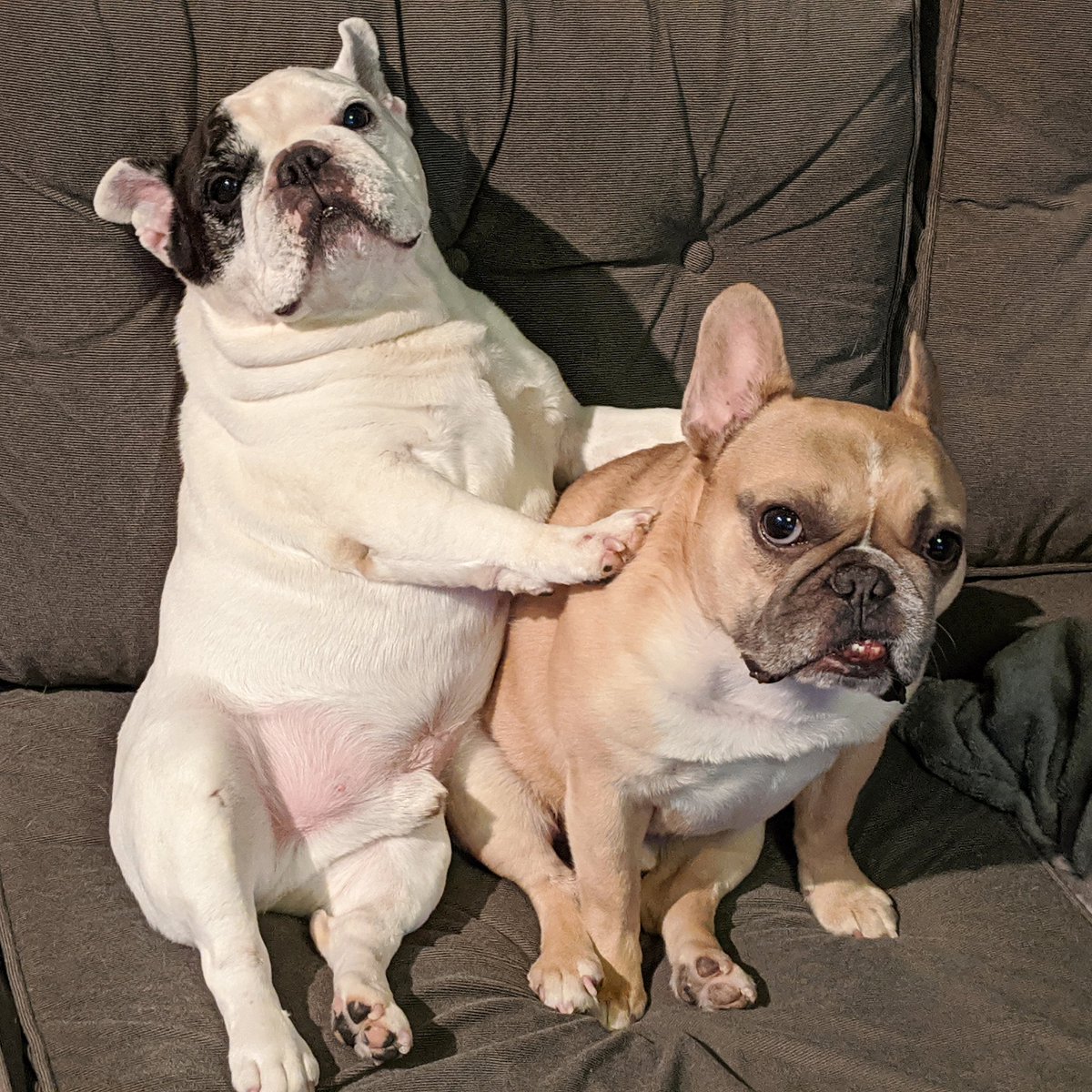 Manny hotsell the frenchie