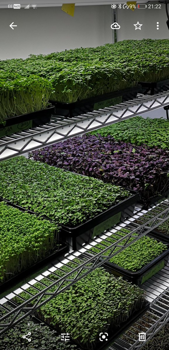 I met with a Reg Dietitian today to discuss our microgreens. She said that I should not refer to them as superfoods as this is a misused term, deployed by quacks to promote their offerings. What we are offering is 'functional foods', no fads, just highly nutritious #Microgreens.