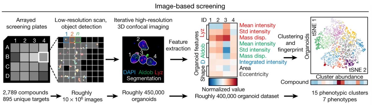 Fabian Theis (@fabian_theis) on Twitter photo Landscape of intestinal organoid regeneration just published @nature by <a href="/priscaliberali/">Prisca Liberali</a> lab - 400k organoids imaged&assayed with 2.8k compounds. Amazing achievement+resource of organoid variation! See Prisca talk at <a href="/singlecellomics/">Single Cell Omics Germany (SCOG)</a> seminar this Friday. nature.com/articles/s4158… Landscape of intestinal organoid regeneration just published @nature by <a href="/priscaliberali/">Prisca Liberali</a> lab - 400k organoids imaged&assayed with 2.8k compounds. Amazing achievement+resource of organoid variation! See Prisca talk at <a href="/singlecellomics/">Single Cell Omics Germany (SCOG)</a> seminar this Friday. nature.com/articles/s4158…