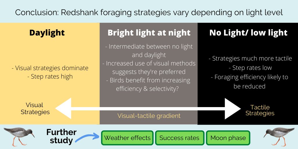 6 #ISTC20 #Sesh6 Results suggest redshank foraging strategies vary significantly with light, both day-night, and level of artificial light. Foraging is more tactile in the dark but high levels of artificial light partially reverse this, with implications for efficiency.