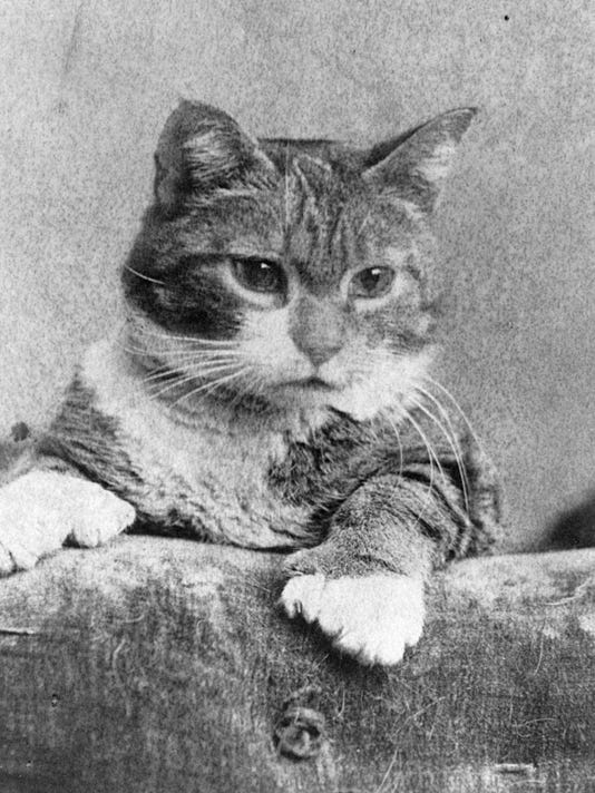 TompkinsHistory's tweet photo. @PittArchives @archivists_org Definitely one of our favorite portraits in the collection. Pictured is the inspiration for the world famous #IthacaKitty #TabbyCat toy patented in 1892. The toy was inspired by #polydactyl #Ithaca cat Caesar Grimalkin. https://t.co/vRYpwrIfqa