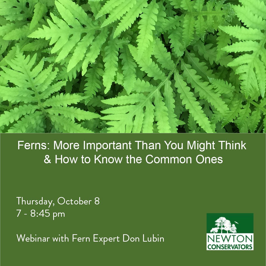 Most people think #ferns are pretty. They lend texture to our landscapes. But that’s not all! Don will discuss the contributions ferns have made to our world and show what to look for to distinguish about 20 common species. newtonconservators.org/events/webinar…