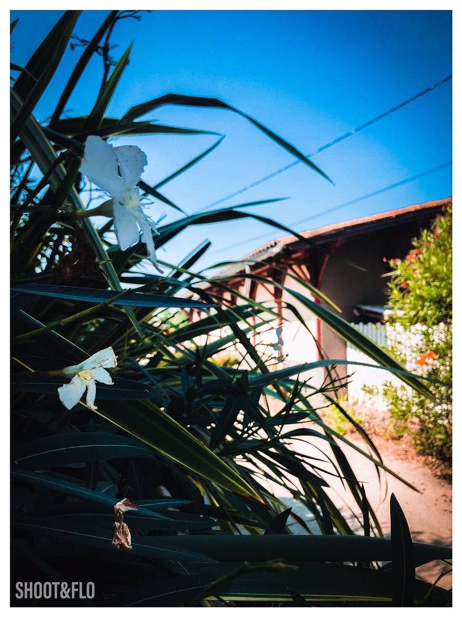 SHOOT & FLO (@ShootFlo) / Posts / X