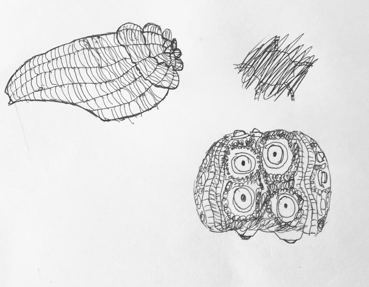 S3 pupuls have been working on their design unit this week.