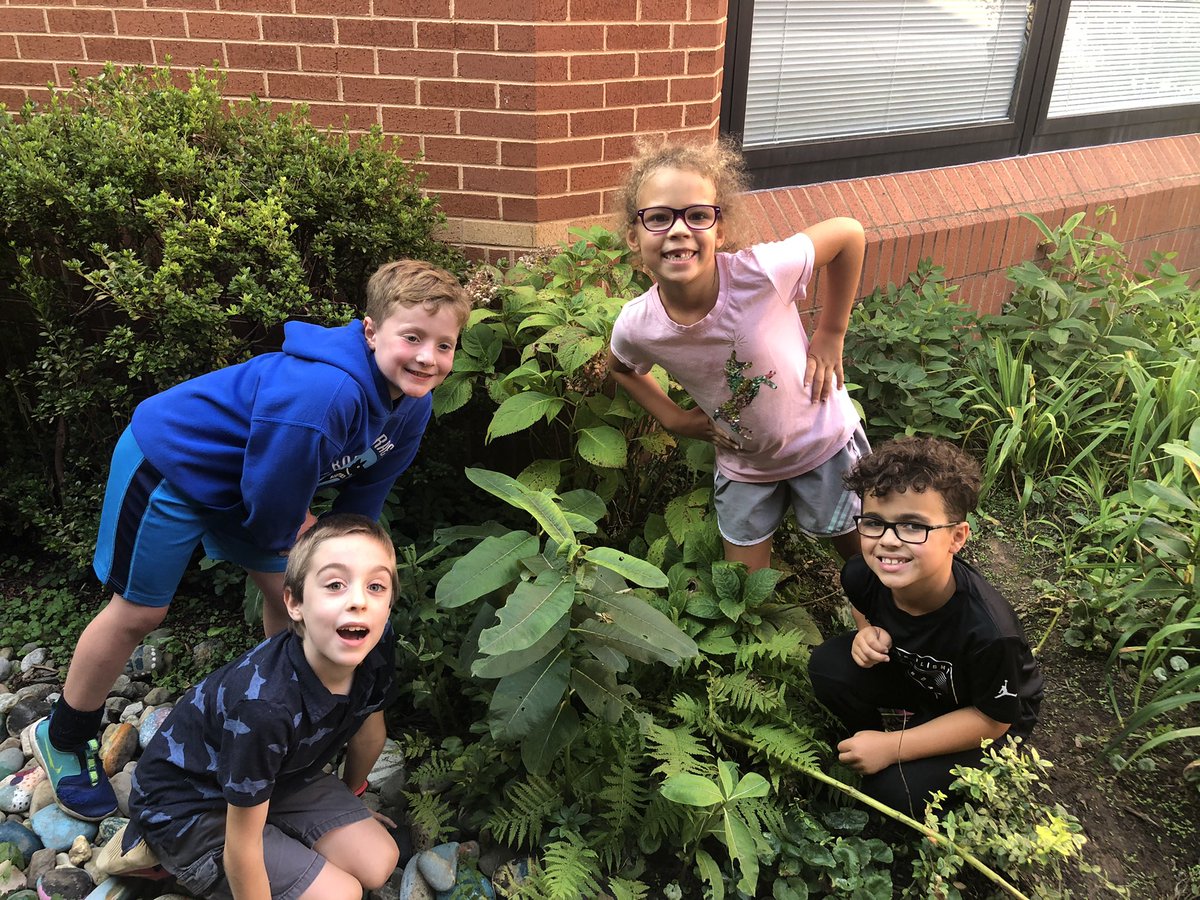 #walktober We found the milkweed! <a href="/BBESRoom106/">Mrs. Belita</a> <a href="/BBES213/">Jacklyn Han</a> <a href="/Pawr911/">Pawr911</a> <a href="/LaBrieMusic/">Katie O'Hara LaBrie</a>