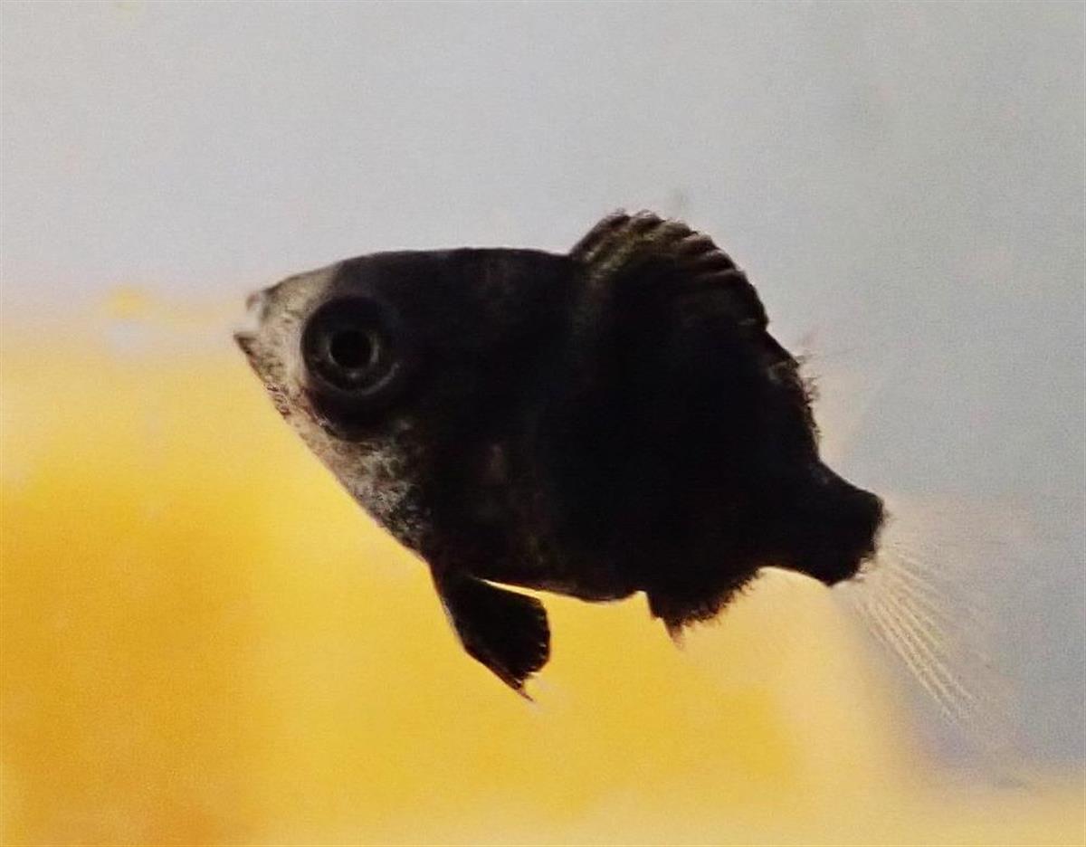 オヤビッチャを食べる方法は 刺身や煮付けなどの美味しい食べ方を紹介します K C S T Y L E A