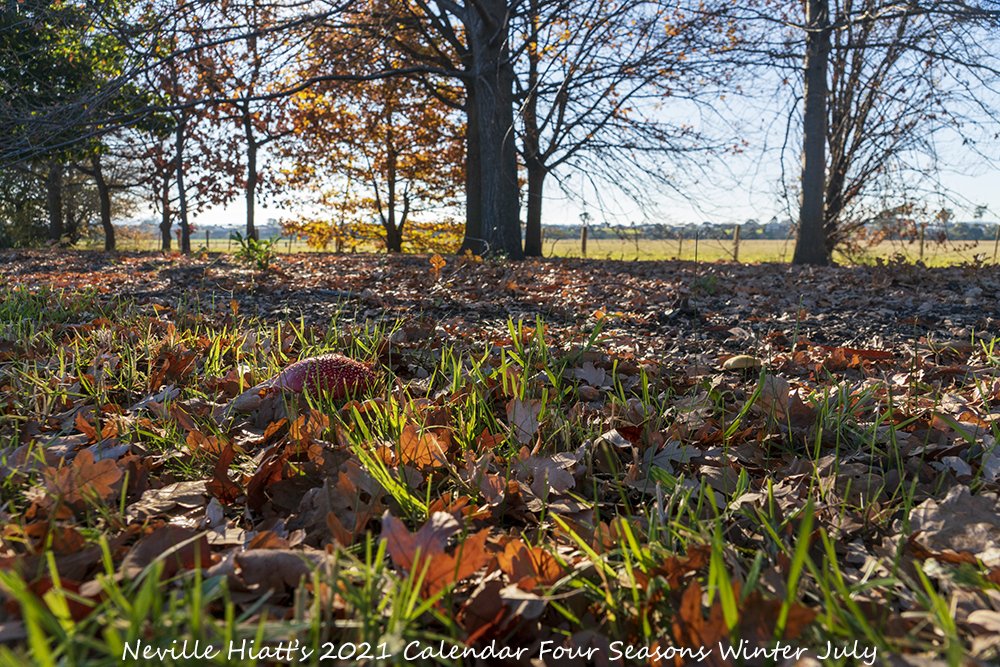 Here's your first look at my Limited Edition 2021 A4 Calendar Four Seasons #Winter Only while stock last #TreeLife #AustralianFlora #AussiePhotographer #AustralianPhotographer #Islandlife #VisitGippsland #GippslandLakes #SupportLocalArt #BuyLocalArt #Photo #LeafLife #ScenicPhoto https://t.co/MTmMYr1MXz