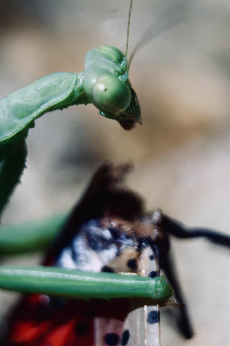 falcianiology's tweet photo. My lab is doing social media scrapes for SLF consumer interactions so let’s hope this gets caught:
#SLF #spottedlanternfly #stopSLF #predation #consumer #prayingmantis #lanternfly #mantis https://t.co/Ze7wwbl1lh