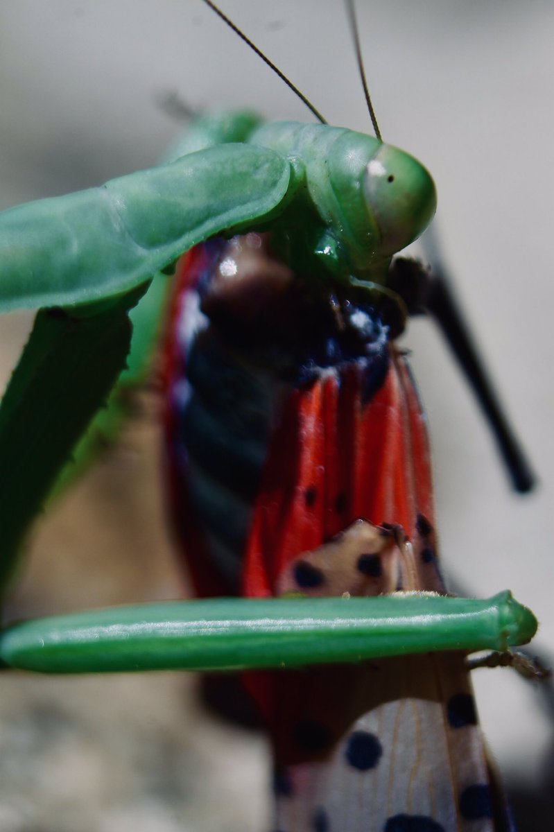 falcianiology's tweet photo. My lab is doing social media scrapes for SLF consumer interactions so let’s hope this gets caught:
#SLF #spottedlanternfly #stopSLF #predation #consumer #prayingmantis #lanternfly #mantis https://t.co/Ze7wwbl1lh