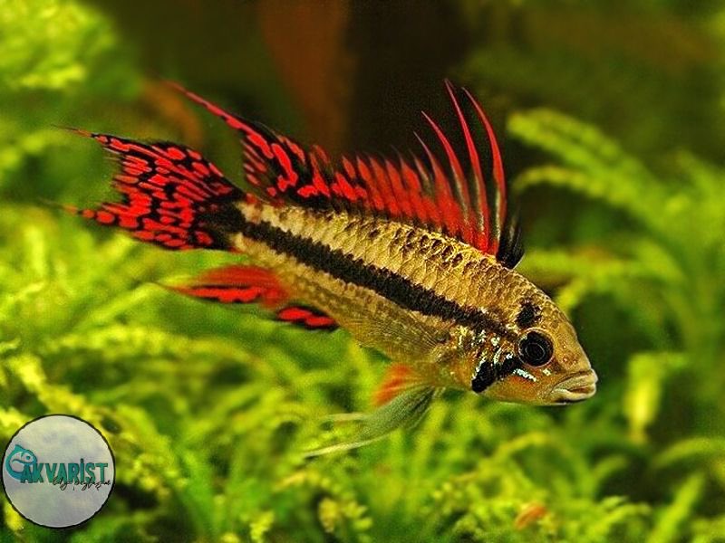 Akvaristbilgi's tweet photo. 🧡Apistogramma cacatuoides🖤
❣️Double Red❣️
.
.
#apistogramma #apistogrammacacatuoides #apistogrammaagassizii #apistogrammamacmasteri  #fishtank #aquariumhobby #aquascaping #reef #freshwateraquarium #plantedtank #aquariums #aquariumfish #tropicalfish #aquariumlife https://t.co/C8OORKh1TM