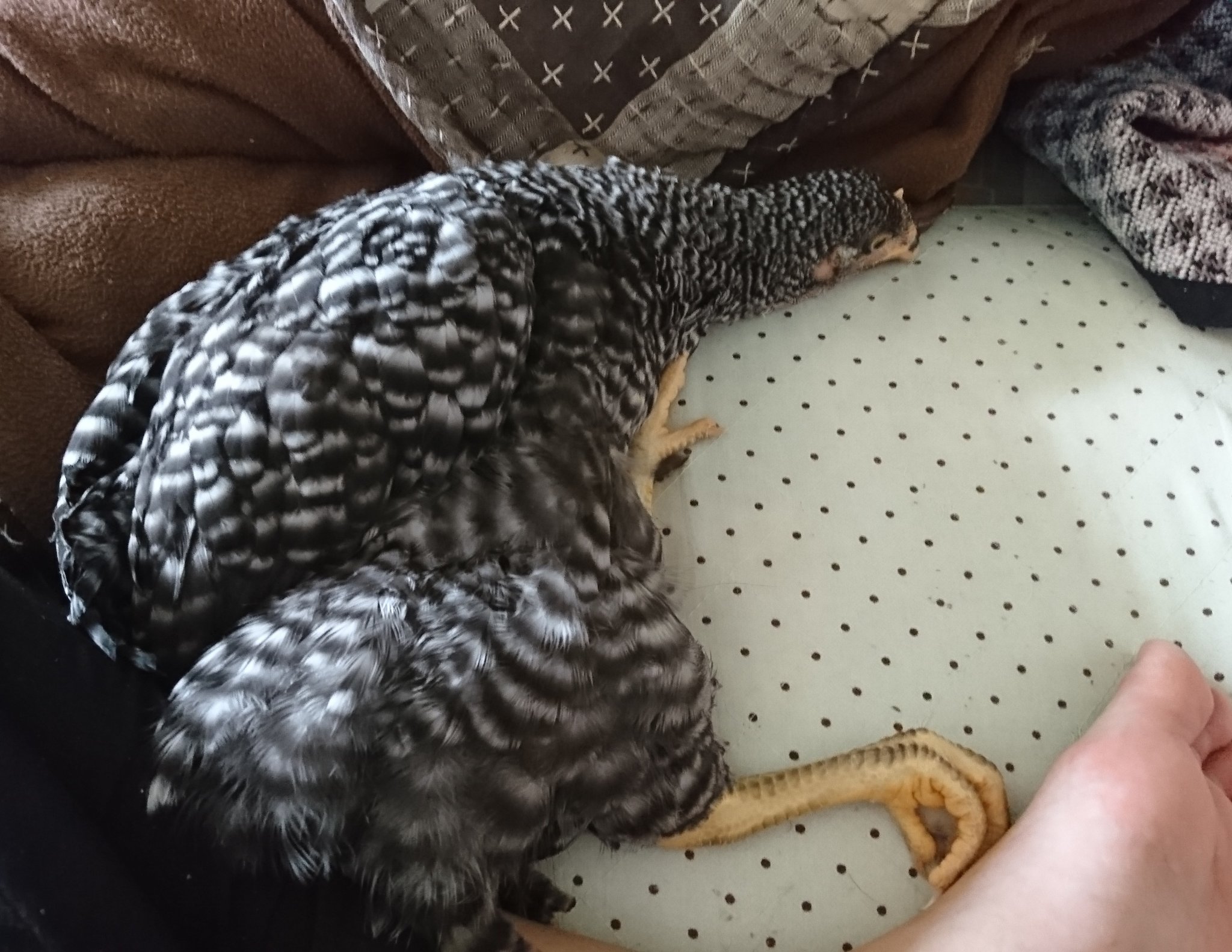 ロンちゃん 鶏を飼っていると 鳥ってこういう姿勢で寝ることあるんだ ってほんとに驚く 愛鳥さんの可愛らしい ときに心臓に悪い寝相をたくさん見たい 愛鳥の寝相選手権 T Co Q9en0zbqh4 Twitter