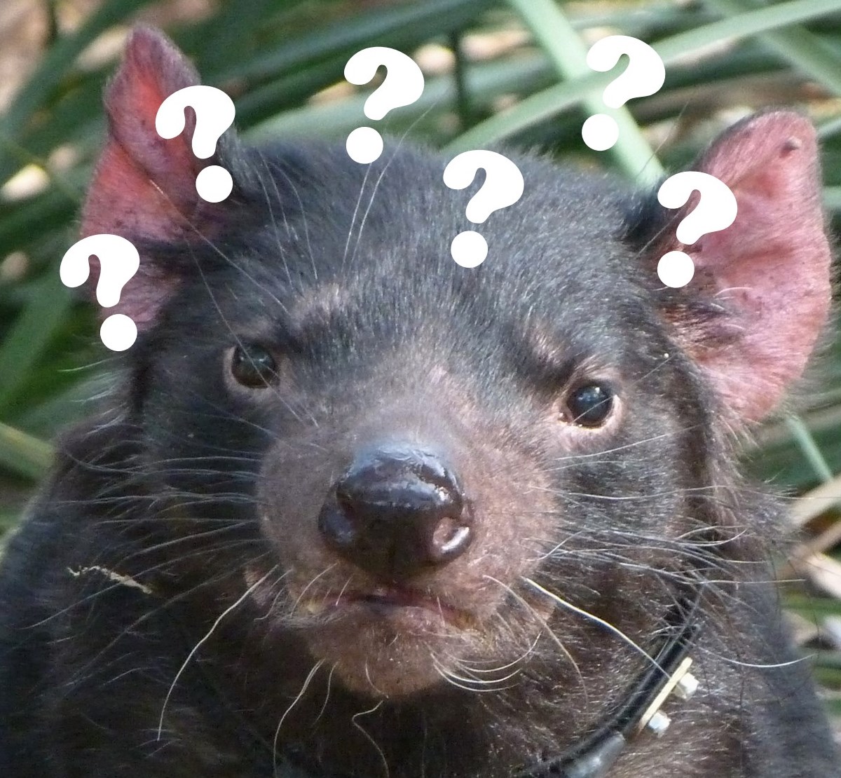 Dr David Hamilton on X: Some of the Tasmanian devil joeys are starting to  get a bit of peach fuzz - they'll be hairy little devils in no time!   / X