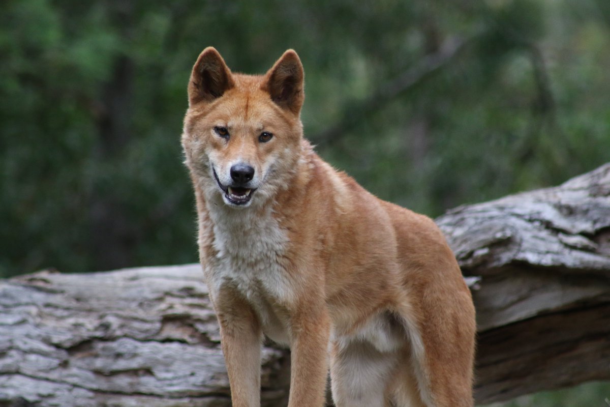 2) But devils used to occur on mainland Australia?True! There were devils roaming mainland Australia as recently as ~3000 yrs ago. Their disappearance on the mainland is thought to have been driven by a combination of changing climate & the arrival of dingoes #DevilFactThursDay