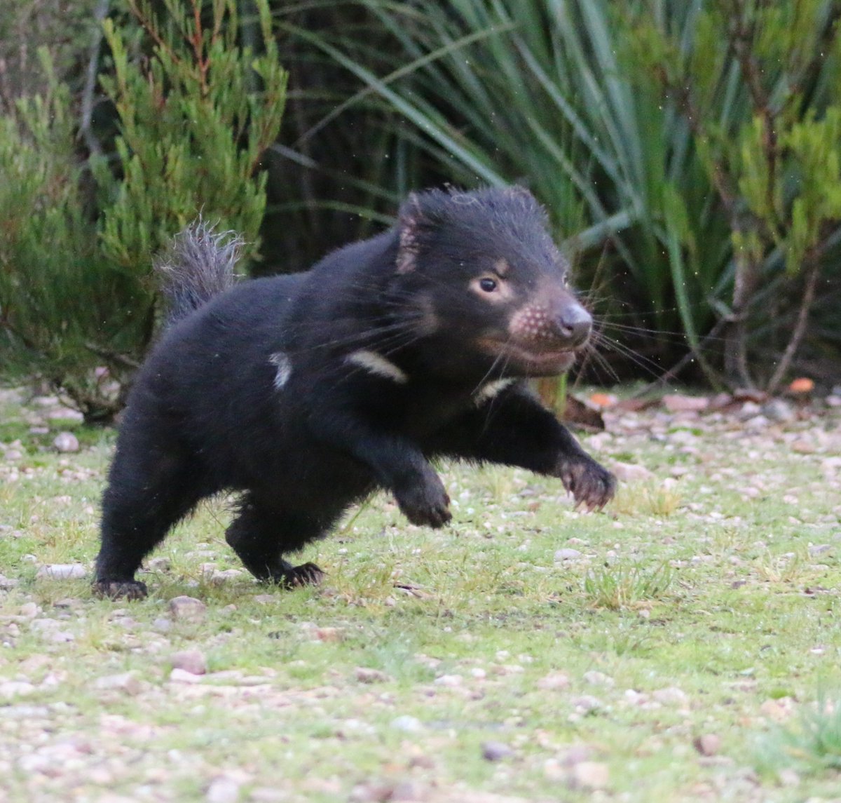 3) Tasmanian devils are apex predators?Open to interpretation, but definitely strong wording. Devils are the top of the food chain in Tassie (after we lost the thylacine), but they're mainly scavengers. They can certainly hunt, but they're not going to be running down kangaroos