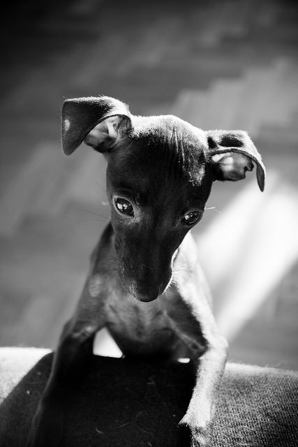 "La vida de cualquier animal es
mucho más valiosa que la de aquel
humano que es capaz de torturarlo"