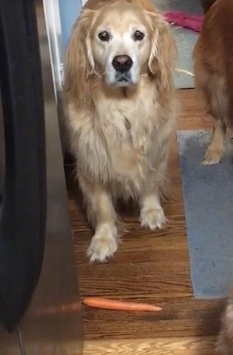 EmoHopperTDog's tweet photo. Do you see this carrot on the floor. I can't eat eat that. Please get me a new one? 🥺 https://t.co/JAFXactWiG
