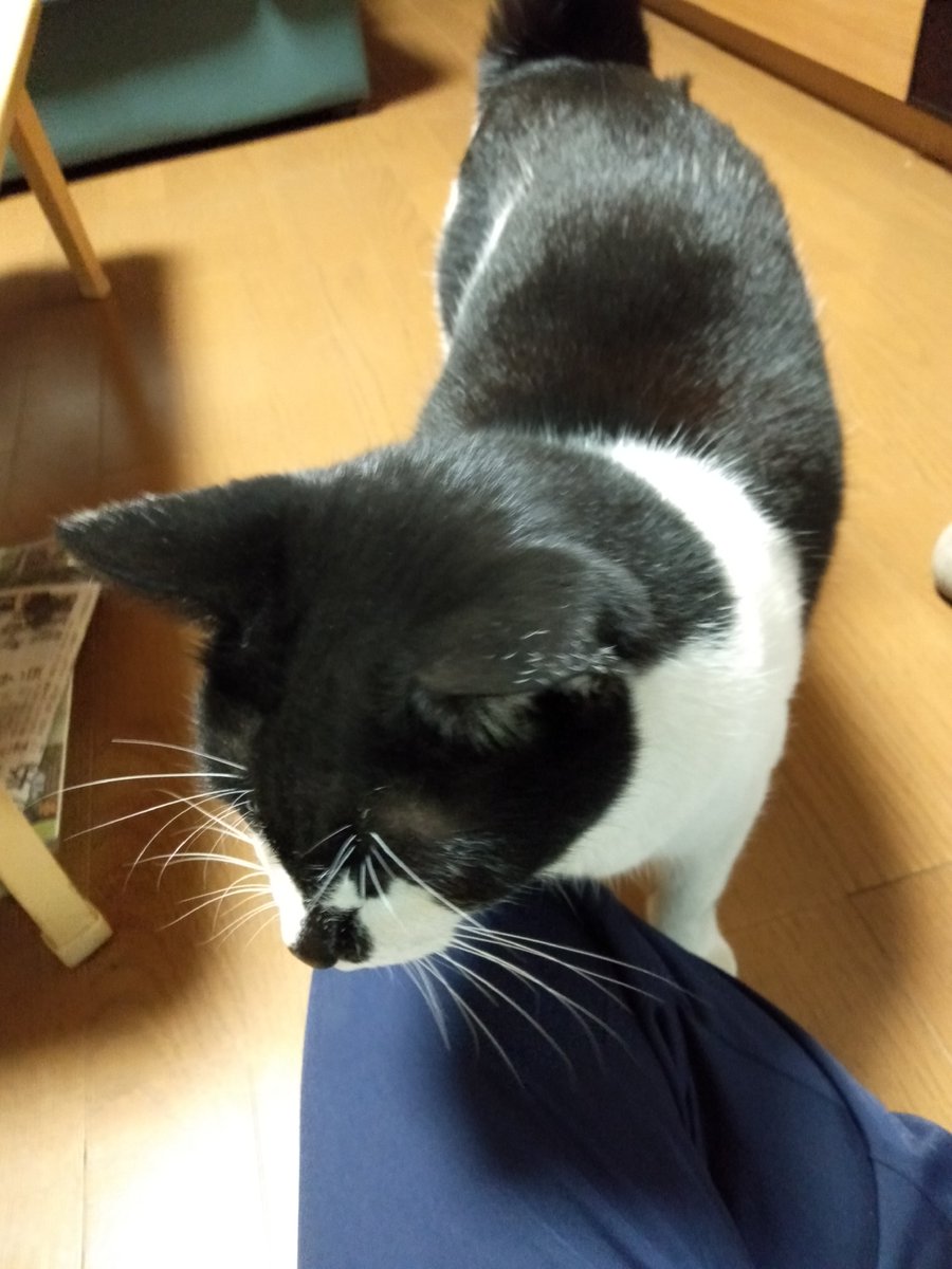 密かに車の屋根に乗り、ドライブを楽しむ常習犯。近所の皆さん大笑い。
