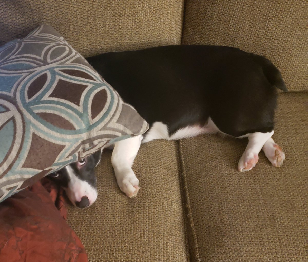 June_Smalls's tweet image. Corgis...not great at hide-n-seek...

#CorgiProblems