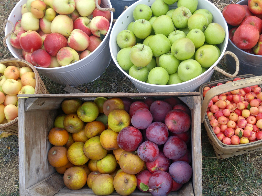 HowlingCider's tweet image. Loving the variety of all the different apples!  They all contribute something unique to the blend - from tannin to acidity to the sweet, sweet flavour! Can you guess the names of any of these beauties? 

#LiveFreeLoveCider
#BuyBC
#BCFarmCraftedCider
#applepicking
