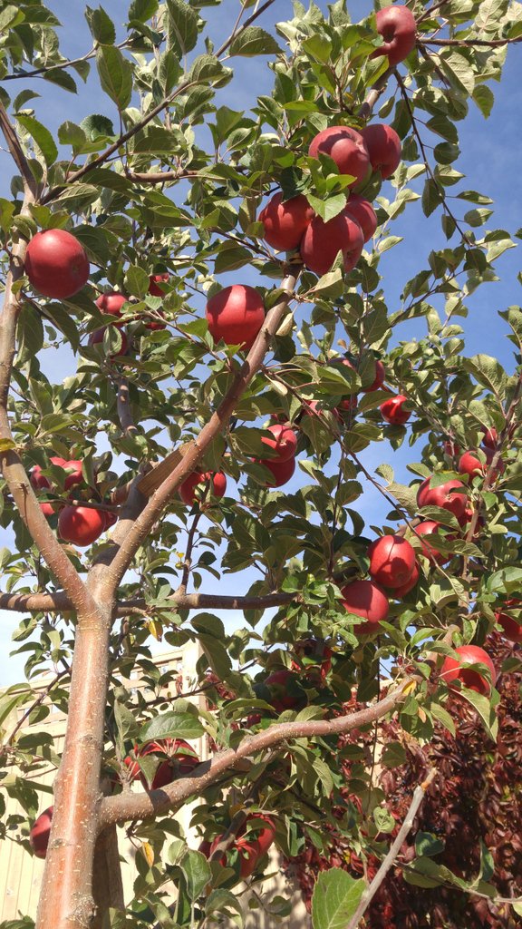 HowlingCider's tweet image. Have you met the Dabinett?  At Howling Moon we blend this bittersweet apple into our Revolution Dry cider and our Revival Semi-Dry.  The trees are looking particularly lush this year (Yay!) howlingmoon.ca/collections/se…

#LiveFreeLoveCider
#BuyBC
#BCFarmCraftedCider
#Dabinett