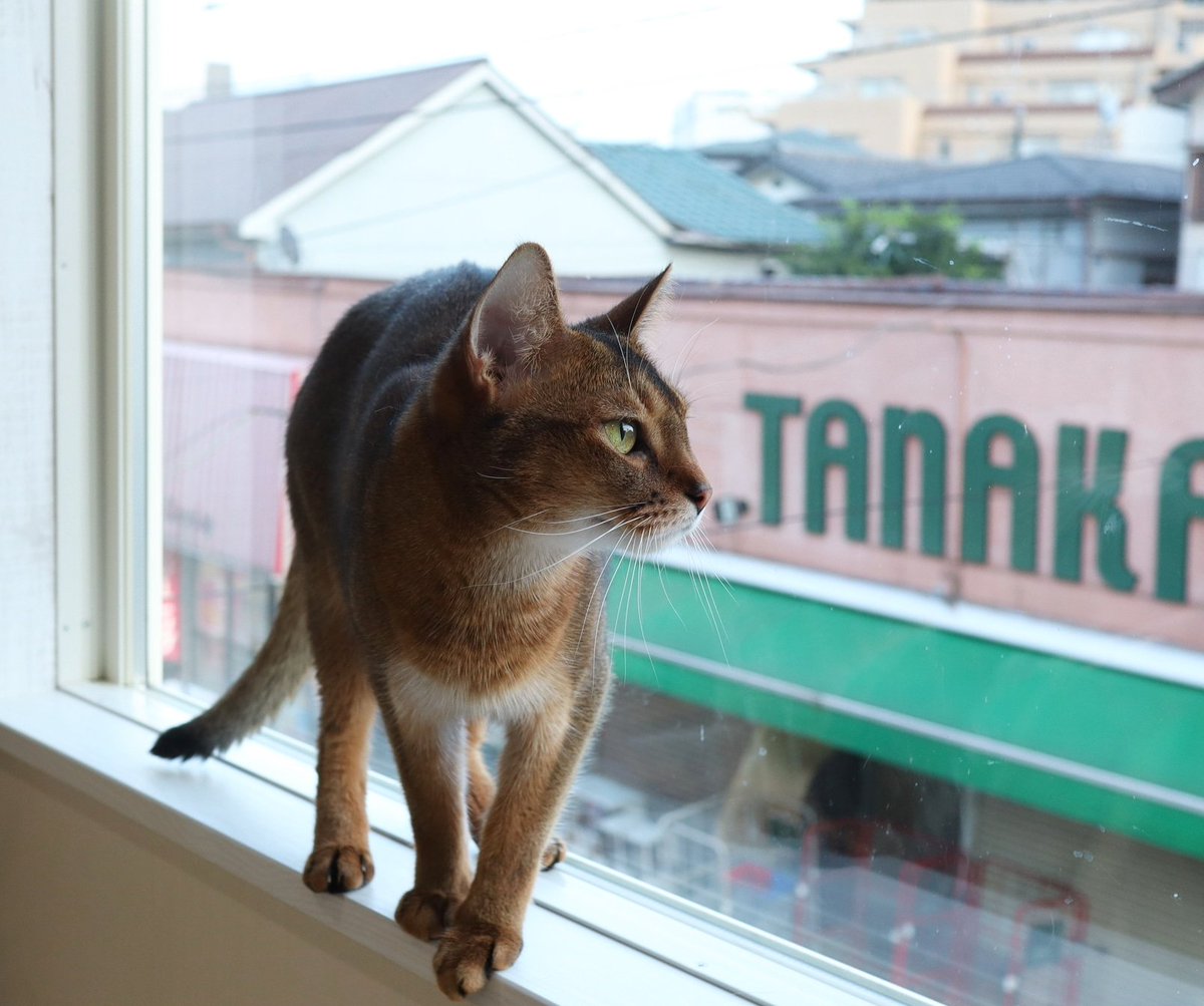 猫カフェ リプミィ Catcafelipmy Twitter
