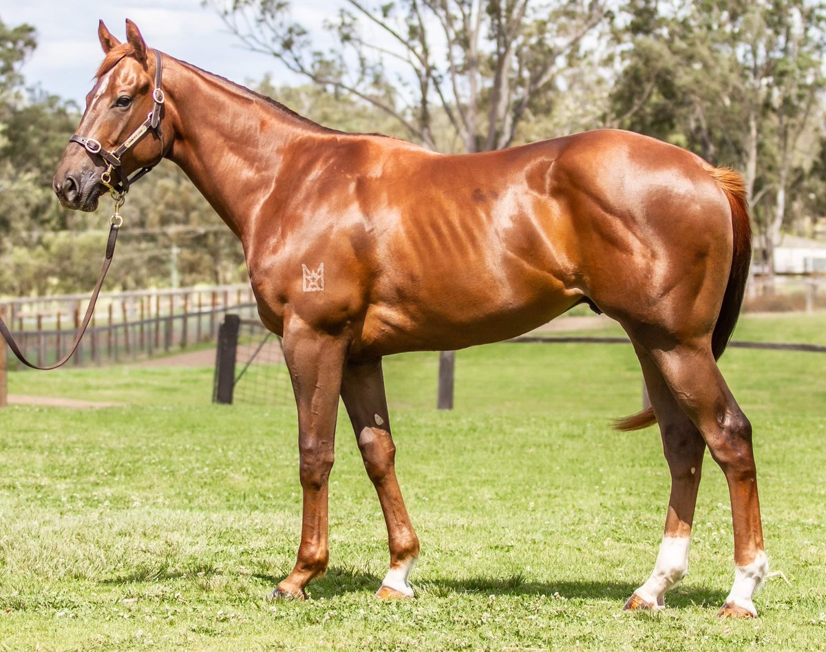 🏆 Lot 223 – A Colt by Winning Rupert out of Easy to Read (Encosta de Lago) on offer <a href="/inglis_sales/">Inglis</a>

🏇 STRONG, WELL BALANCED🏇 

He is a barn favourite, with amazing temperament. Backed by top class breeding, he is sure to be an early running champion. 

youtube.com/watch?v=TPDJIA…