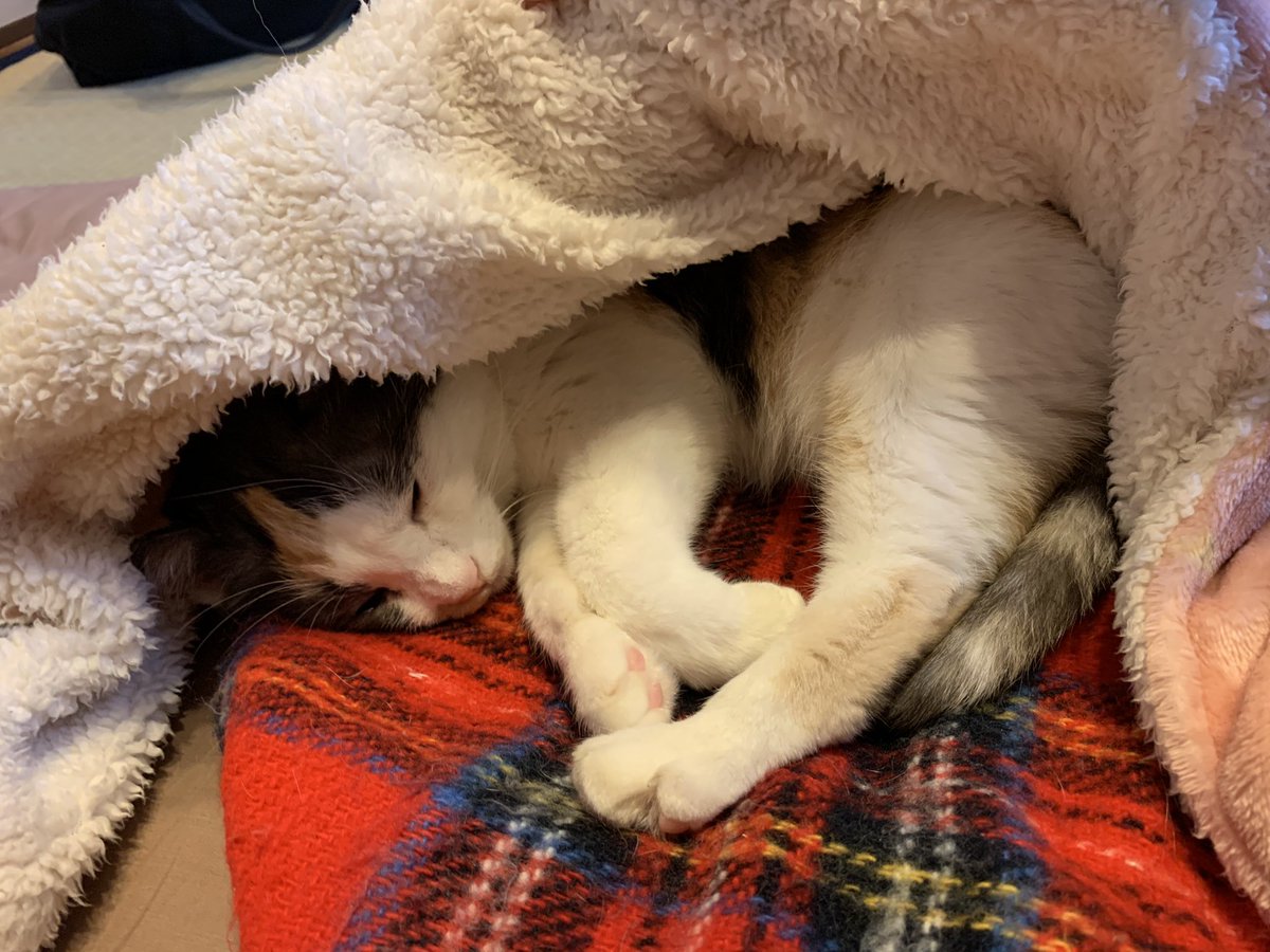 Yomogi 電気毛布最高ニャー 低温やけどにきをつけて 三毛猫 さくら猫 電気毛布 猫のいる暮らし 猫