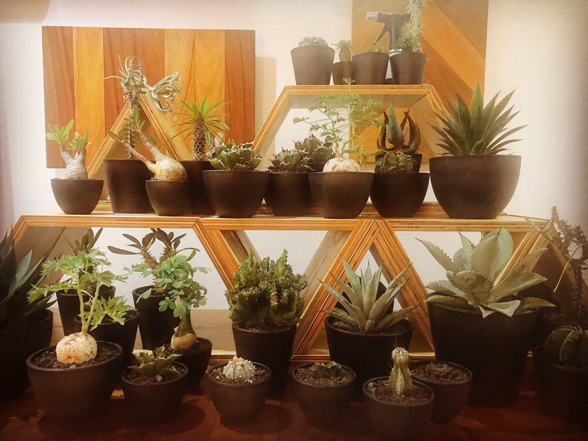 Clutch Furniture ドコデモサイズ的コンパクトサイズ達 たくさん集めたくなります 黒鉢にすると 全部黒鉢にしたくなります 塊根植物 コーデックス アガベ サボテン 多肉植物 黒鉢 黒プラ鉢 植木鉢 Clutchfurniture クラッチファニチャー Clutch Furniture ドコデモサイズ的コンパクトサイズ達 たくさん集めたくなります 黒鉢にすると 全部黒鉢にしたくなります 塊根植物 コーデックス アガベ サボテン 多肉植物 黒鉢 黒プラ鉢 植木鉢 Clutchfurniture クラッチファニチャー