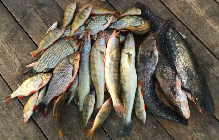 где улов. рыбалка летом. амурский карась. улов рыбы. улов красноперки.