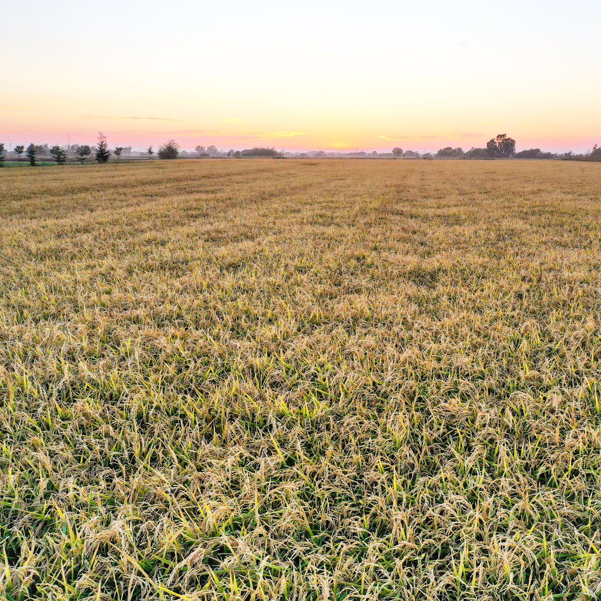 BosworthFarms's tweet image. We will start to harvest our basmati rice fields tomorrow. We are one of the only growers of a true basmati rice variety in the US. This variety, Calmati-202 is very similar to basmati imported from India both in aroma and kernel elongation when cooked. #Californiarice #basmati