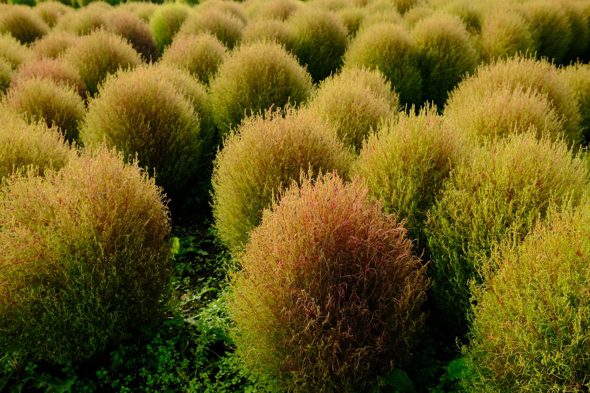 国営滝野すずらん丘陵公園オフィシャル على تويتر おはようございます 今朝は晴れ 気温は12 5度 肌寒い朝です カントリーガーデンの コキアも徐々に色づいてきました 滝野すずらん公園 コキア 赤と緑のグラデーション