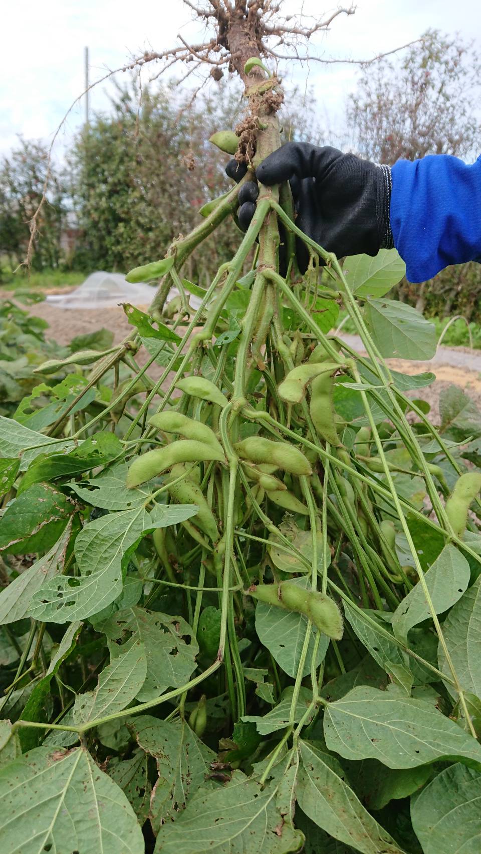 京都丹後産こしひかり 黒豆の枝豆を少しだけ収穫 無農薬なので葉っぱは虫食いだらけ 大豆や黒豆の若者が枝豆だと知らない人は意外と多いのでは という私も恥ずかしながら大人になってから知りました 笑 T Co Deje8n8x0e Twitter