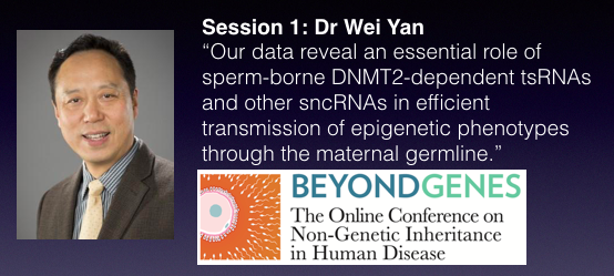 BeyondGenes's tweet photo. Finally, Friday's Session 1 closes with Wei Yan, MD, PhD of @the_lundquist, "Sperm-borne tsRNAs Are Required for Maternal Transmission of Epimutations." Info and registration: https://t.co/80ENwlFeYS #germcells #epigenetics #inheritance #BeyondGenes https://t.co/w4c3ahlSaM