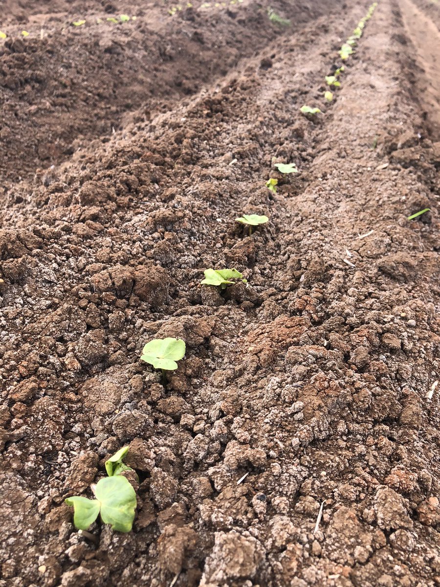 @NSWDPI_AGRONOMY #cotton21 early trials have kicked off after the hot long weekend. <a href="/CottonResearch/">CRDC</a>
