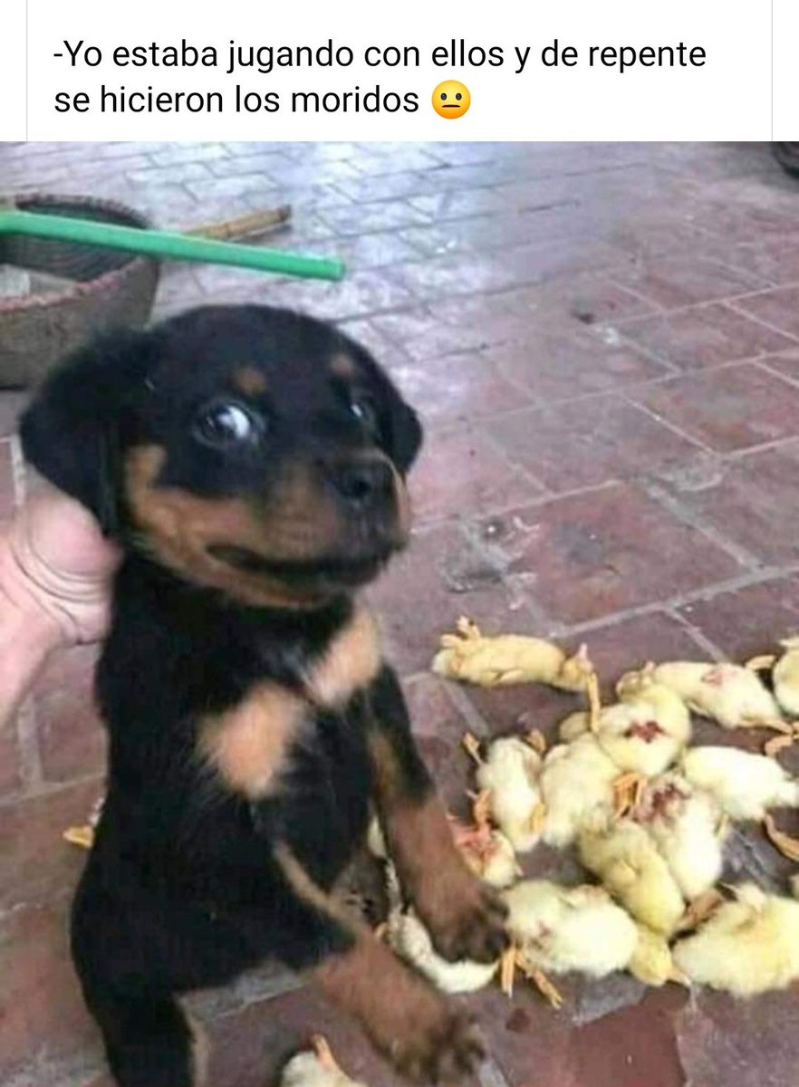 geovy1937's tweet image. Las travesuras de Firulais
#HumorPerruno 🐶♥️🤣🤣