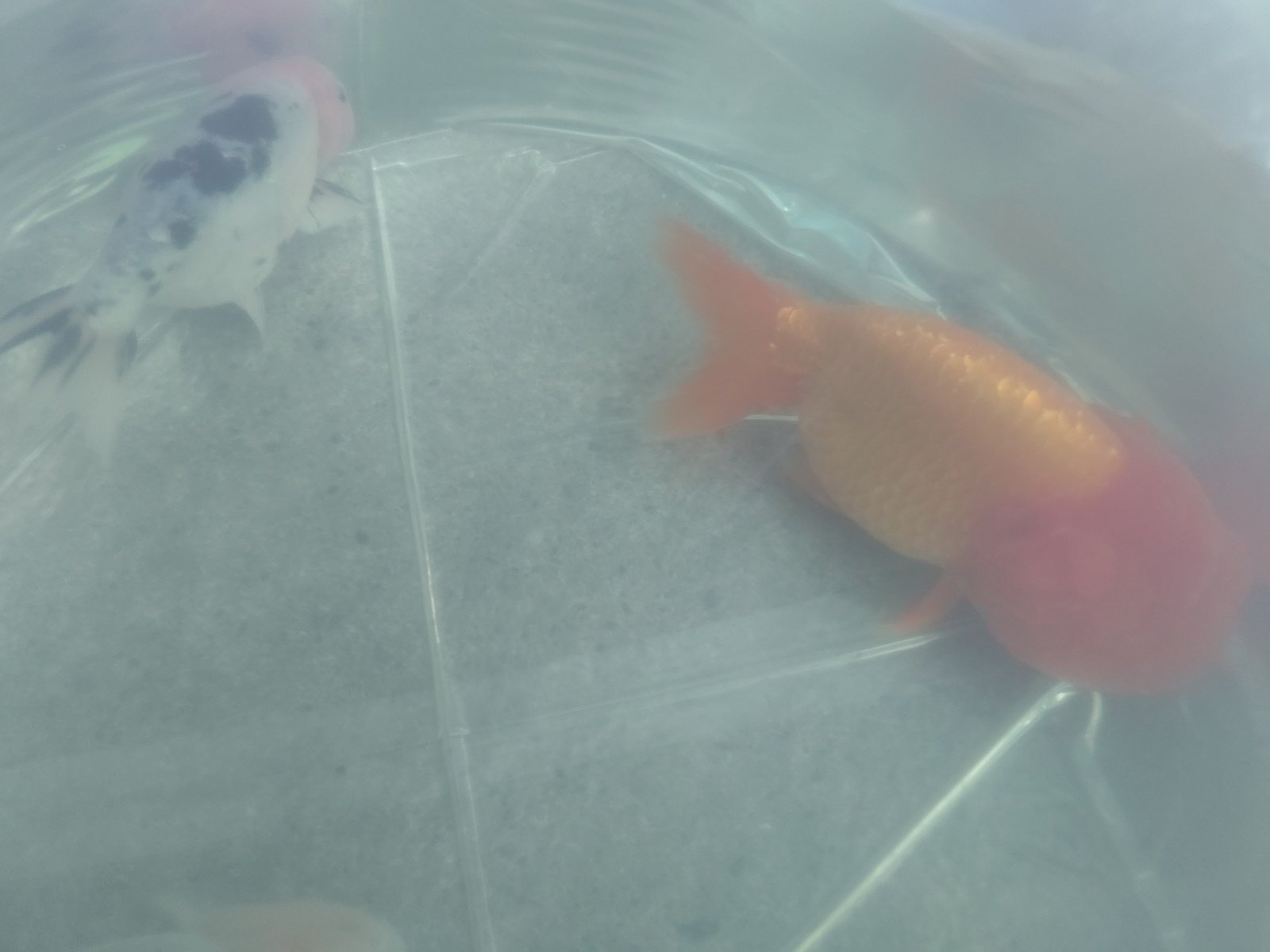 Tweets With Replies By ペットのデパート東葛 金魚部 Ishibee2 Twitter