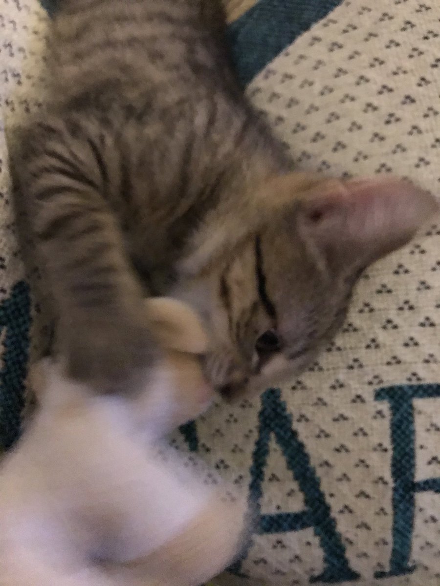 RowanTheMagnif1's tweet photo. #vanquished #CatsOfTwitter #Lambykins #victory #tabby #kitten #fierce #cutebutstrong #frenemies #nemesis #Leo https://t.co/ilUx9IOuPn