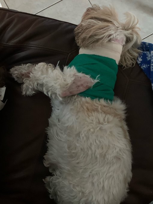 Hey Everyone My family dog was attacked a couple days a ago is need on going medical treatment and I