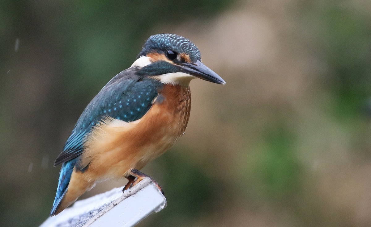 SGirl1966's tweet photo. Kingfisher taken in Somerset. 
#TwitterNatureCommunity #NaturePhotography #birdphotography #birds #wildlifephotography #Somerset #rspb_love_nature #loveforsomerset #wildlife #EarthCapture @iNatureUK https://t.co/OpZs34hbOc