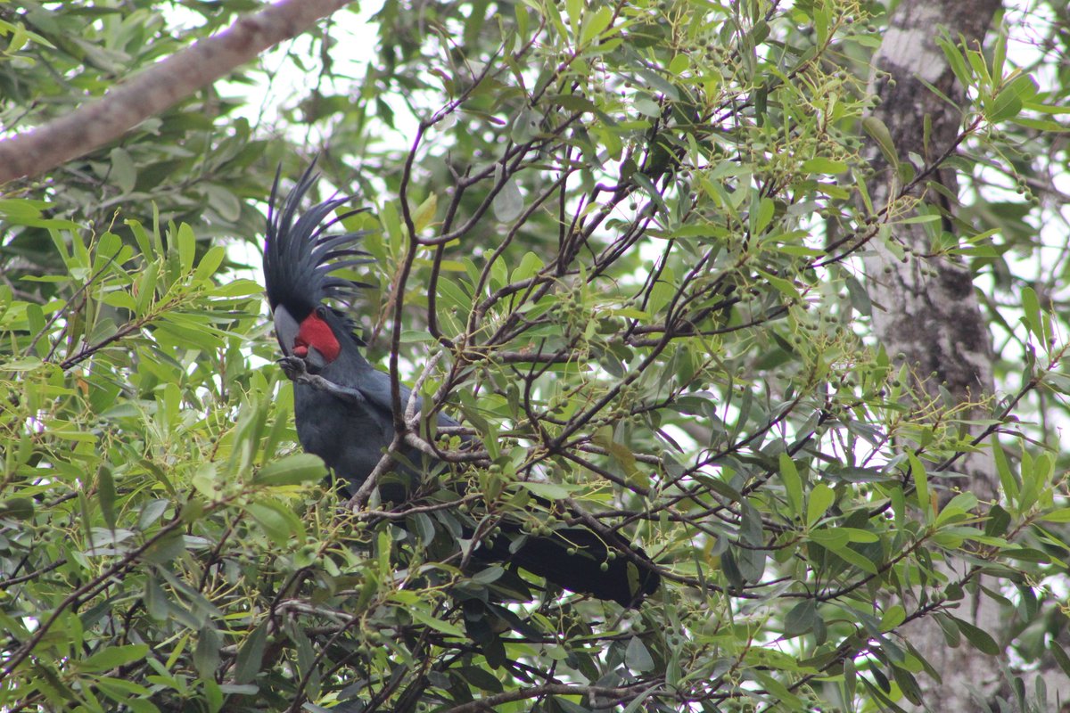 One of the highlights of Cape York, a palm cockatoo stopping for a feed in the middle of our campsite @ Bramwell Station