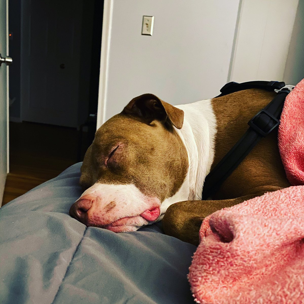 Socsimple's tweet image. No more #hashtags. I’m beat! #socialmediabonnie #socialmediamarketing #pitbull #pitbulllove