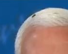 YourAnonCentral's tweet photo. Mike Pence had a fly on his head while arguing “America isn’t racist”. https://t.co/nZTPmHqT8S