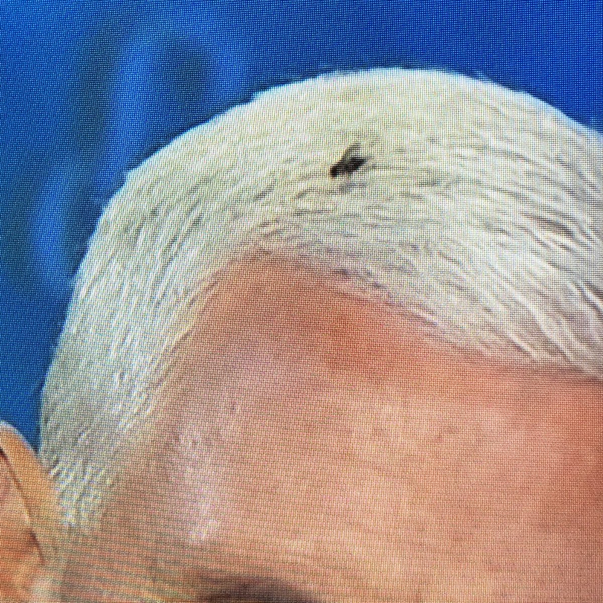Mike Pence: Lord of the Flies